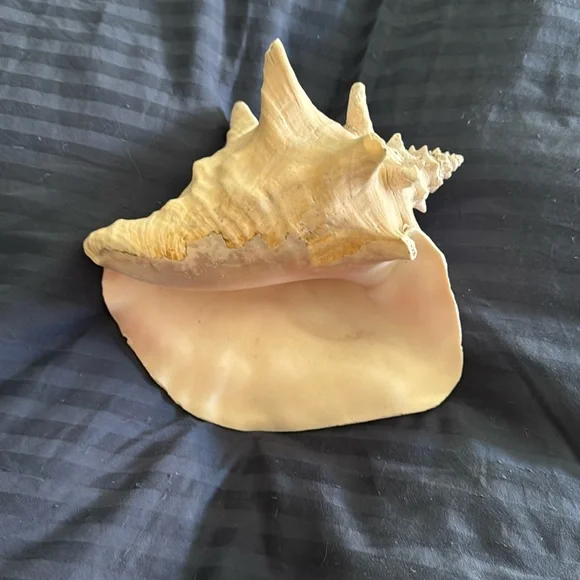 Large Queen Conch Shell Natural - Picture 3 of 6